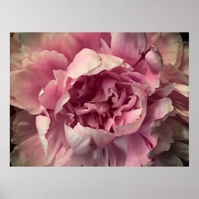 Peony Poster (Framsidan)
