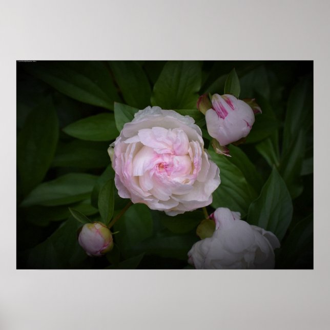 Peony Poster (Framsidan)