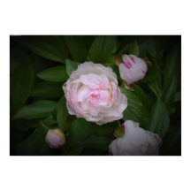 Peony