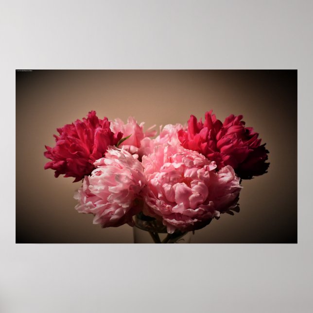 Peony Poster (Framsidan)
