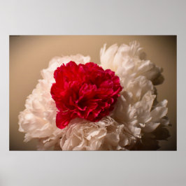 Peony Poster