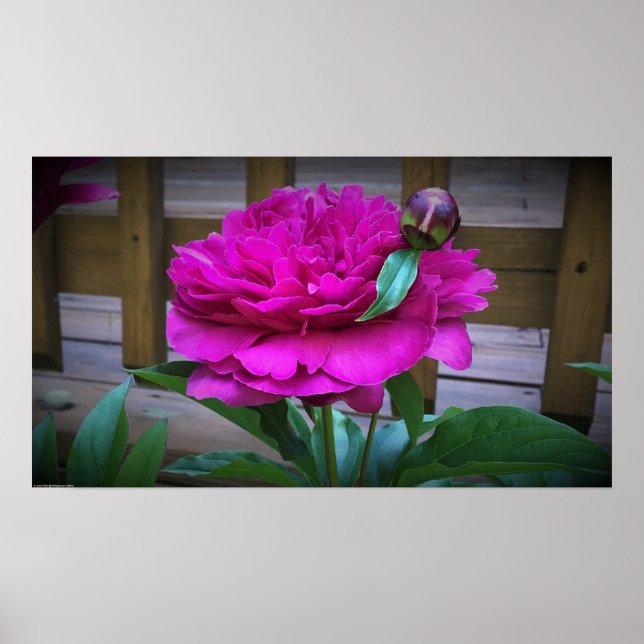 Peony Poster (Framsidan)