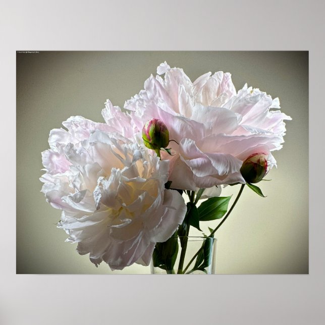 Peony Poster (Framsidan)
