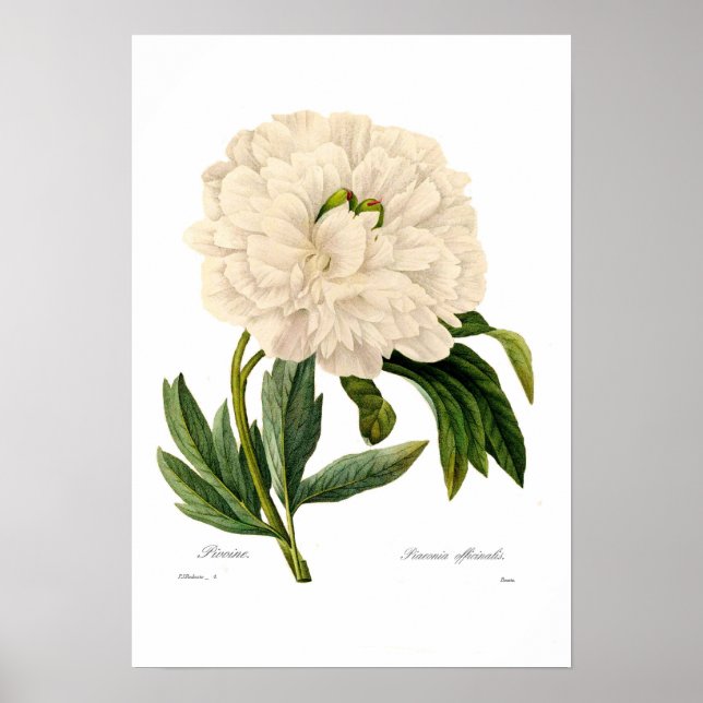 Peony Poster (Framsidan)