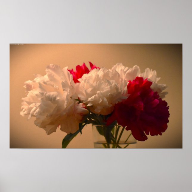 Peony Poster (Framsidan)