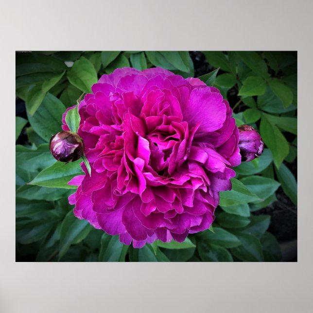 Peony Poster (Framsidan)