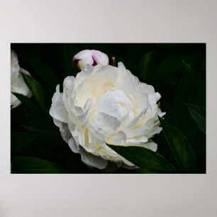 Peony Poster