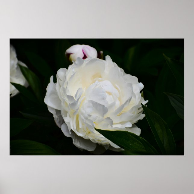 Peony Poster (Framsidan)
