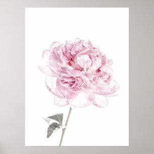 Peony Print Peony Wall Art Fine Art Photography Poster