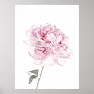 Peony Print Peony Wall Art Fine Art Photography Poster