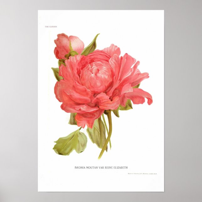 Peony 'Reine Elizabeth' Poster (Framsidan)