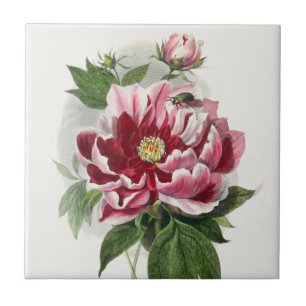 Peony Ro vintage botaniskt väggkonst Kakelplatta