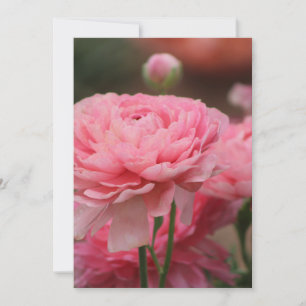 Peony Rosa Ranunculus Closeup Julkort