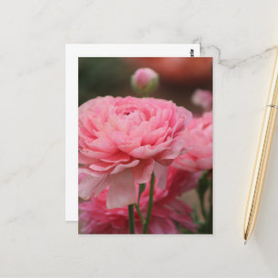 Peony Rosa Ranunculus Closeup Vykort