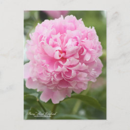Peony "Sarah Bernhardt":Postcard Vykort