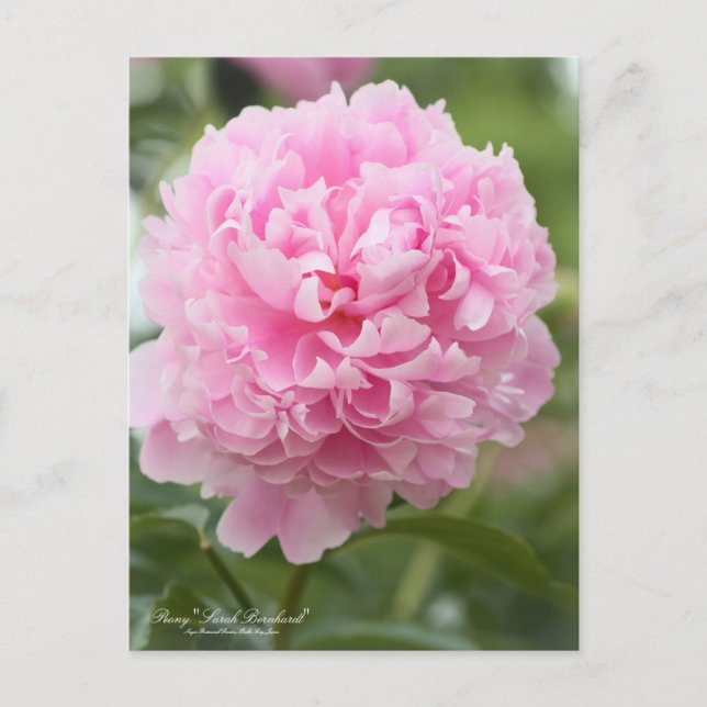 Peony "Sarah Bernhardt":Postcard Vykort (Framsida)