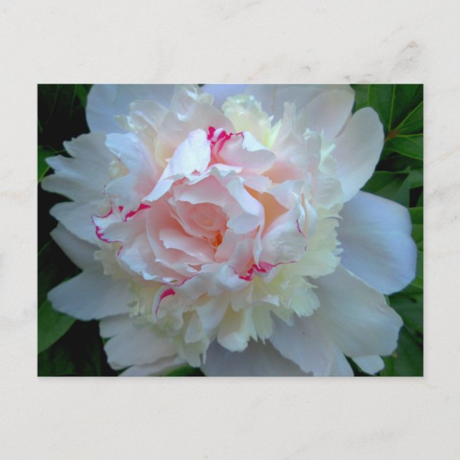 Peony Söt White Vykort (Framsida)
