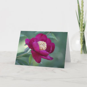 Peony "Sword Dance" Kort