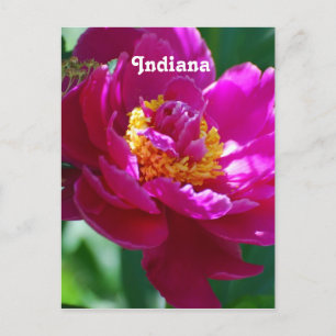 Peony Vykort