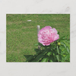 Peony Vykort