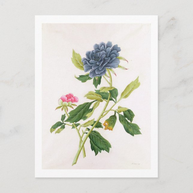 Peony Vykort (Framsida)