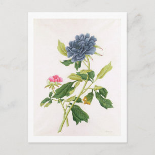 Peony Vykort