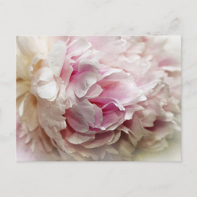 Peony Vykort (Framsida)