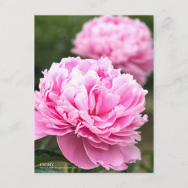 Peony:vykort Vykort