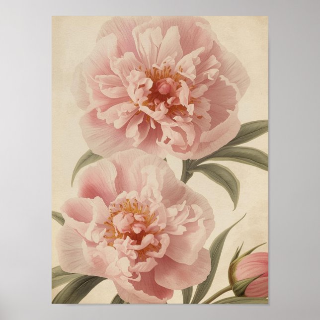 Peony Watercolor Elegance Poster (Framsidan)