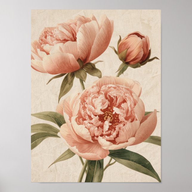 Peony Watercolor Elegance Poster (Framsidan)