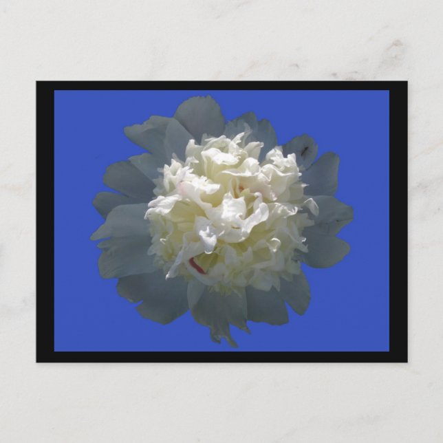 peonyskönhet vykort (Framsida)