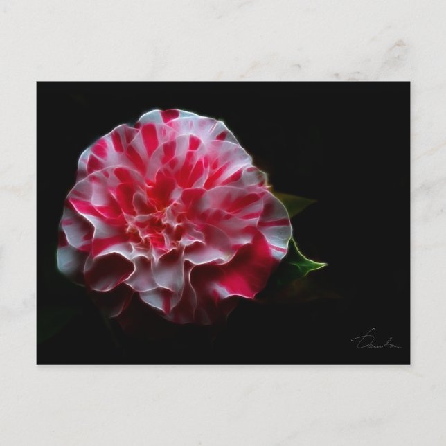 Pepermint camellia-design vykort (Framsida)
