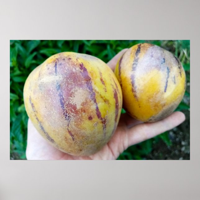 Pepino Melon fruits Poster (Framsidan)