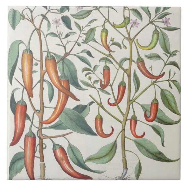 Peppar: longum för 1.Piper Indicum maximum; Kakelplatta (Framsidan)