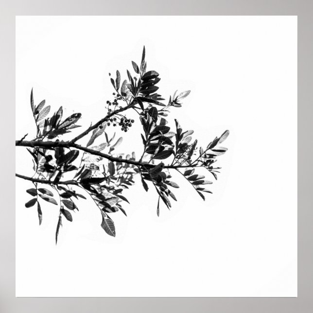 Peppar Träd Blommor Löv Natur Affisch (Framsidan)