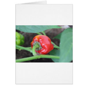 Pepper Garden Mix Hälsningskort