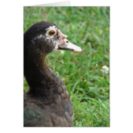 Pepper of Muscovy Hälsningskort