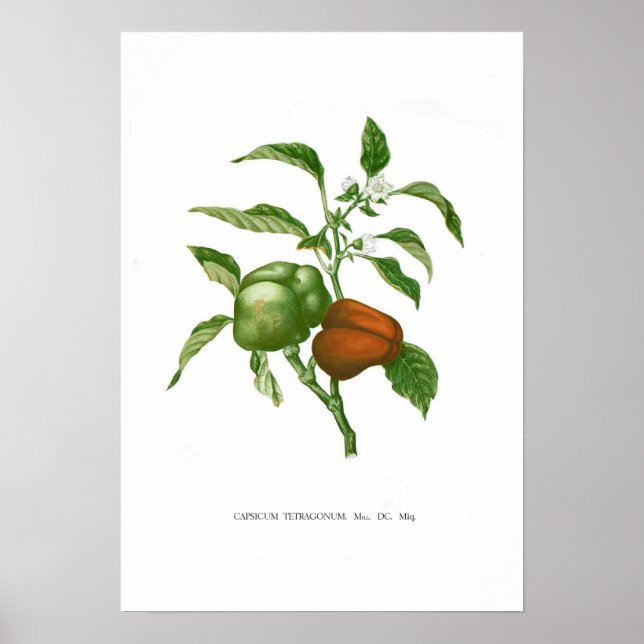 Pepper Poster (Framsidan)