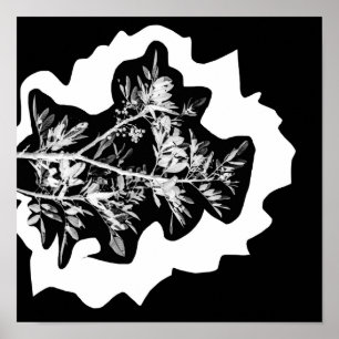 Pepper Träd Flowers Löv Natature Poster