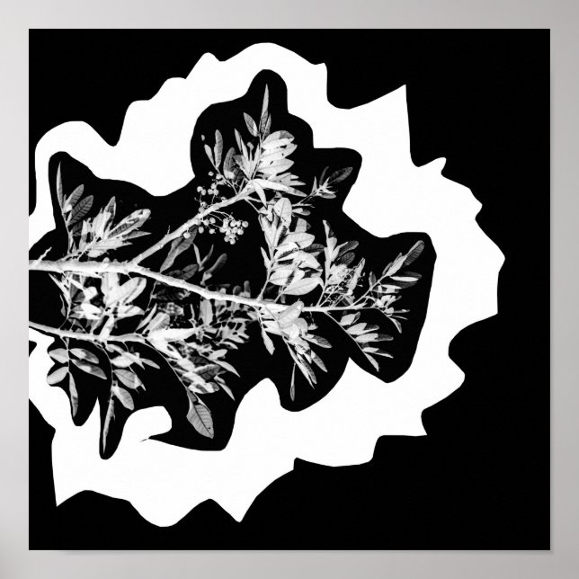 Pepper Träd Flowers Löv Natature Poster (Framsidan)