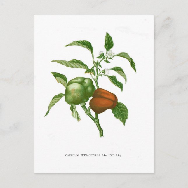 Pepper Vykort (Framsida)