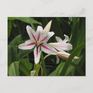 Peppermint Crinum Lily Postcard Vykort