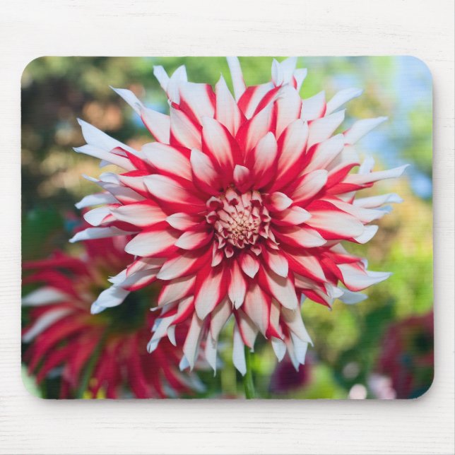 Peppermint Dahlia Mousepad Musmatta (Framsidan)