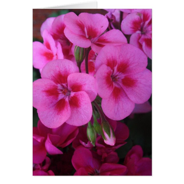 Peppermint Rosa Geranium 2 Hälsningskort (Framsidan)