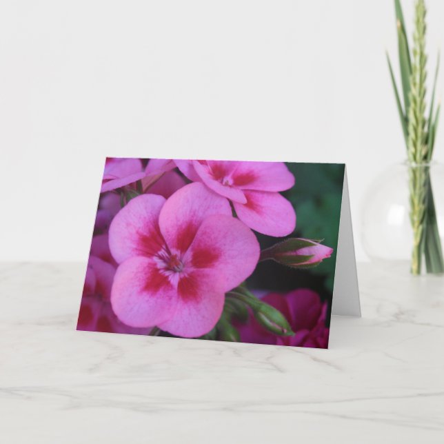 Peppermint Rosa Geranium Kort (Framsida)