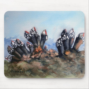 Percebes/Barnacles Musmatta
