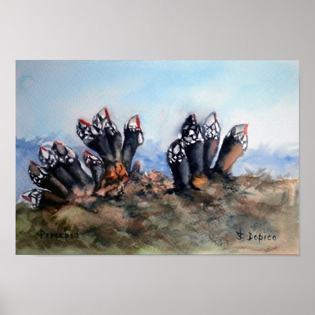 Percebes/Barnacles Poster (Framsidan)