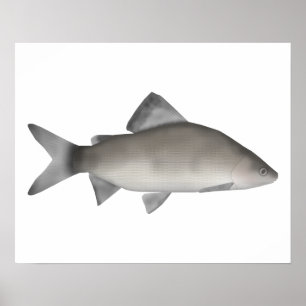 Perch Poster