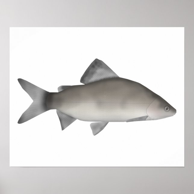 Perch Poster (Framsidan)