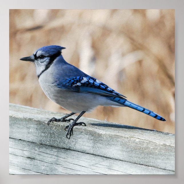 Perched Blue Jay Poster (Framsidan)